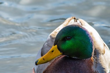 Bir su yüzme erkek yeşilbaş ördek