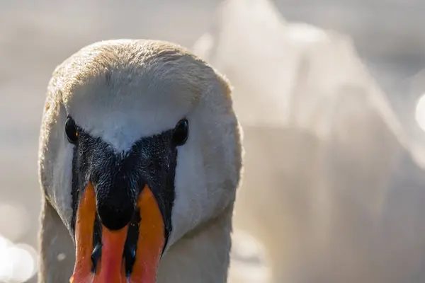 High detailed portrait of beautiful swan — Stock Photo, Image
