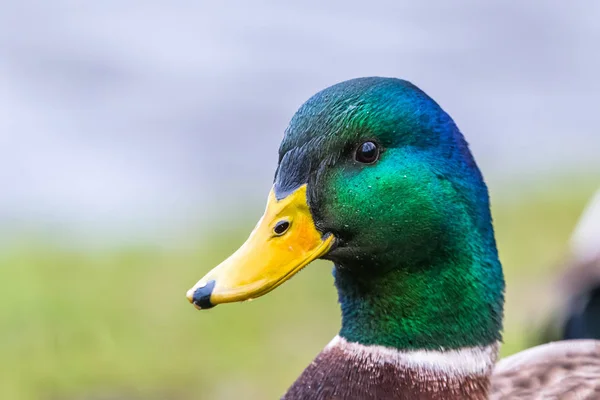 Male mallard duck. Detail of green head from a side, portrait