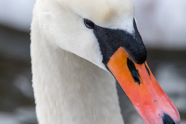 Detail van het hoofd van een zwaan. Vloeiende achtergrond, mooi portret — Stockfoto