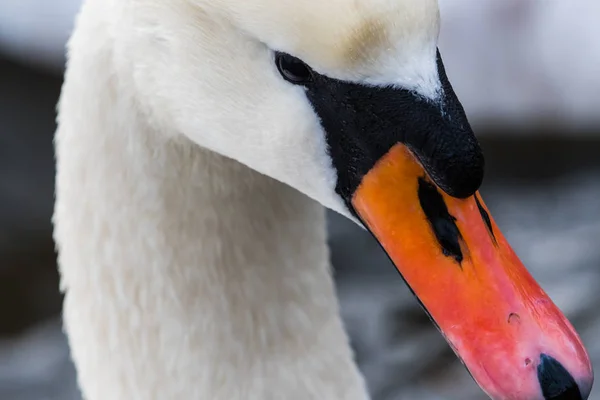 Detalle de cabeza de cisne. Fondo liso, bonito retrato — Foto de Stock