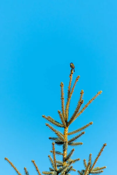 Un petit oiseau sur le dessus du conifère — Photo