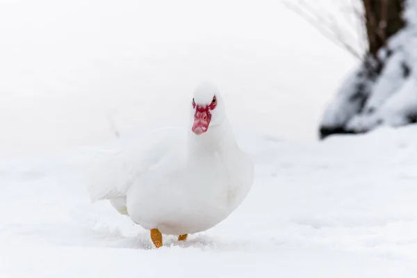 Moskauer Ente im Schnee in der Nähe gefrorenen Wassers — Stockfoto