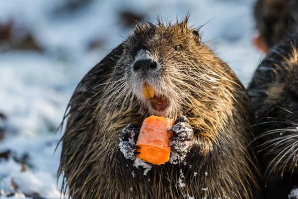 Grande coypu comer cenoura segurando em mãos pequenas — Fotografia de Stock