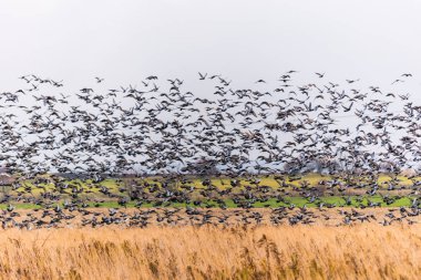 Büyük bir kuş sürüsü alanında toprakları