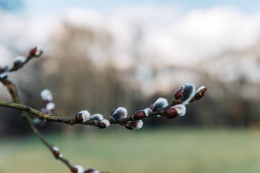 Güzel taze çiçekli Kukum dalları erken Bahar
