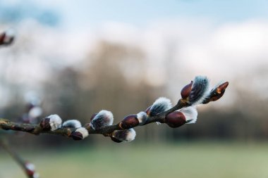 Güzel taze çiçekli Kukum dalları erken Bahar