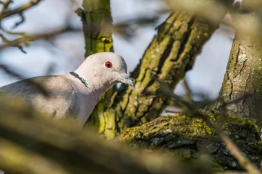 Ağaç dalı üzerinde oturan güvercin
