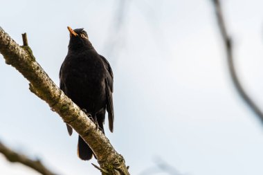 Bir dal üzerinde oturan ve etrafa ortak karatavuk