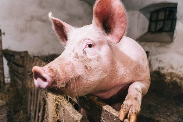 Güzel bir ahırı pembe bir domuza portresi
