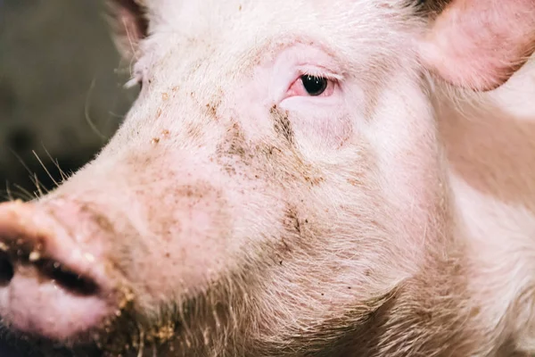 Hermoso retrato de un cerdo rosa en una pocilga — Foto de Stock