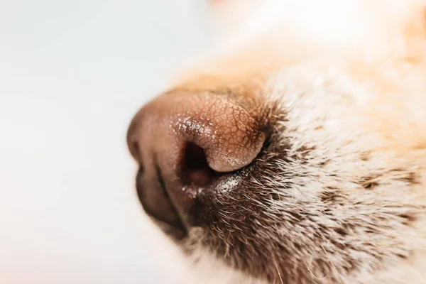 Nos partiet av Little Chihuahua hund — Stockfoto