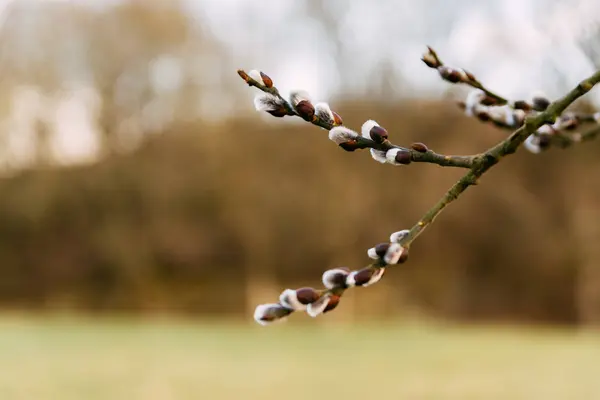Гарна свіжа квітуча гілка верби на початку весни — стокове фото
