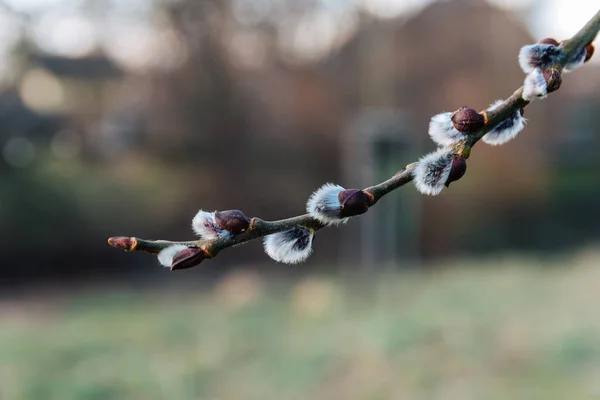 Schöne frisch blühende Weidenzweige im zeitigen Frühling — Stockfoto