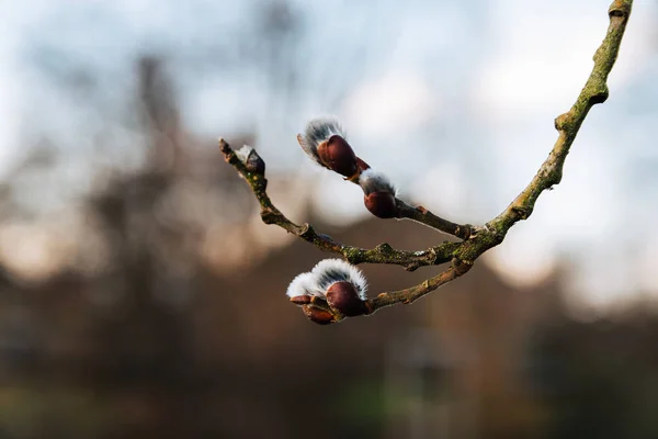 Schöne frisch blühende Weidenzweige im zeitigen Frühling — Stockfoto