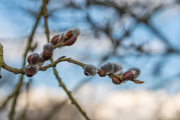 Schöne frisch blühende Weidenzweige im zeitigen Frühling — Stockfoto