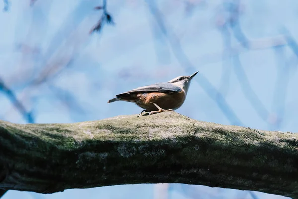작은 새 nuthatch 또는 나무 줄기에 앉아 나무 nuthatch — 스톡 사진