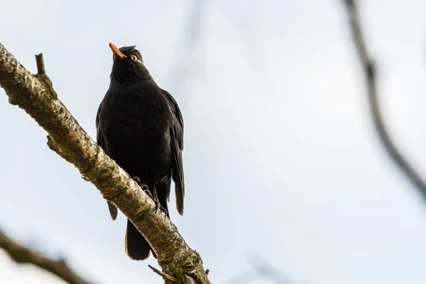 Common Blackbird sitting on a branch and looking around