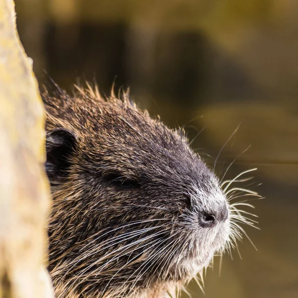 Małych Nutria ciekawy patrząc zza kamienia — Zdjęcie stockowe