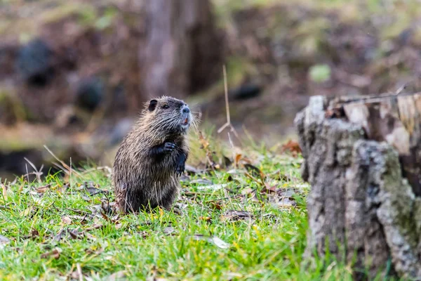 Small young curious coypu standing on two legs and looking aroun — Stock Photo, Image