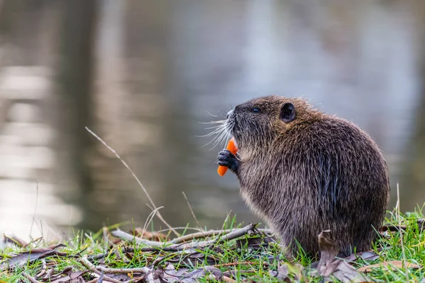 Small young coypu eating a carrot — Stock Photo, Image