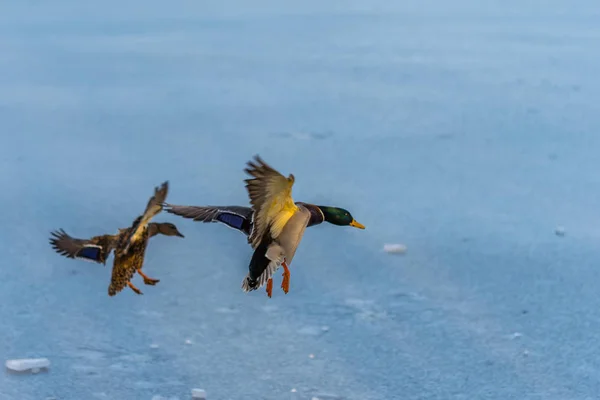 Een paar mallard duck rondvliegen boven een bevroren meer — Stockfoto