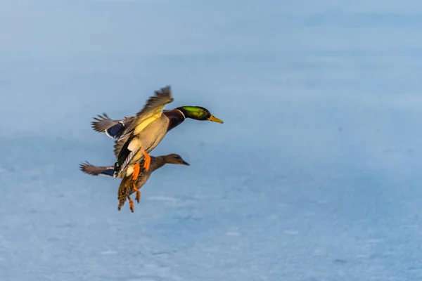 A pair of mallard duck flying around above a frozen lake — Stock Photo, Image