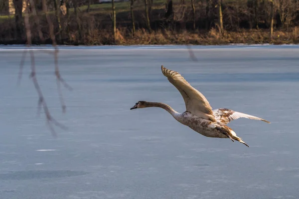 Μια νεαρή γκρι Βουβόκυκνος πετώντας γύρω από πάνω από μια παγωμένη λίμνη — Φωτογραφία Αρχείου