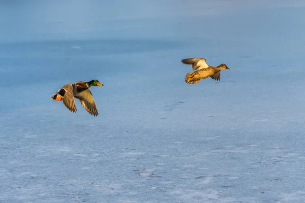 A pair of mallard duck flying around above a frozen lake — Stock Photo, Image