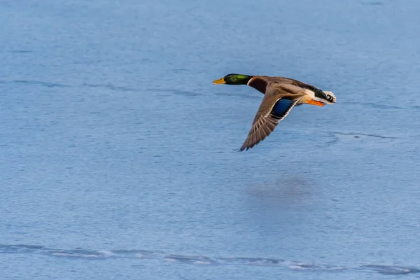 A mallard duck flying around over a frozen lake — Stock Photo, Image