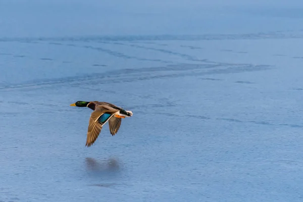 Um pato-reais a voar sobre um lago congelado — Fotografia de Stock