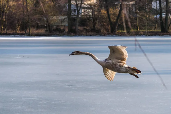 A young grey mute swan flying around over a frozen lake — Stock Photo, Image