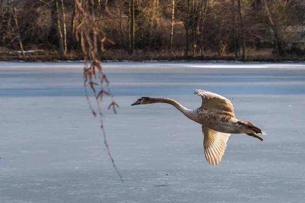 Een jonge grijze Knobbelzwaan rondvliegen over een bevroren meer — Stockfoto