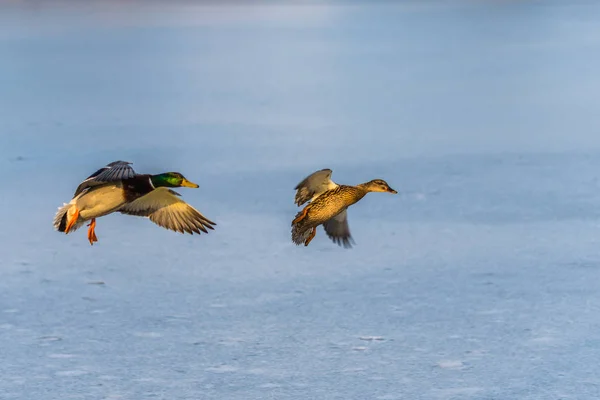 Un par de ánades reales volando por encima de un lago helado — Foto de Stock