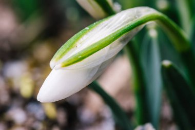 Güzel bahar kardelen çiçekleri