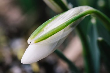 Güzel bahar kardelen çiçekleri