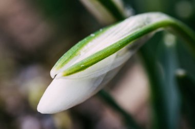 Güzel bahar kardelen çiçekleri