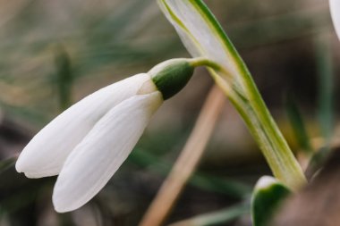 Güzel bahar kardelen çiçekleri