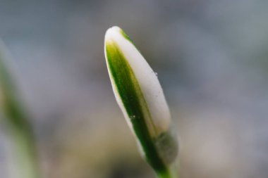 Güzel bahar kardelen çiçekleri