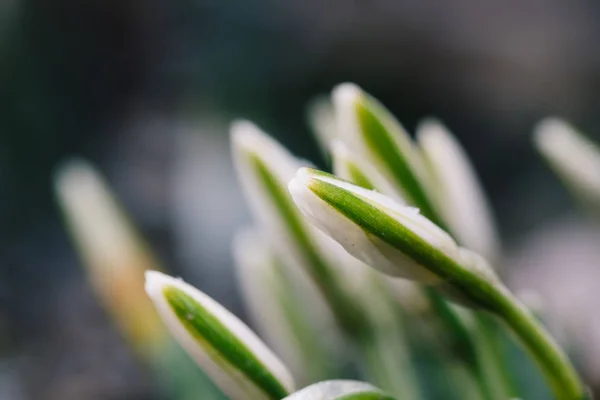 Mooie snowdrop Lentebloemen — Stockfoto