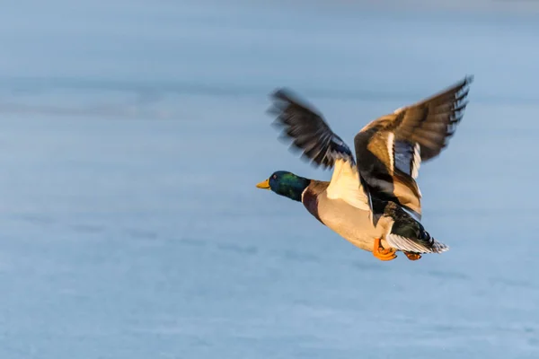 Wild mallard duck flying over the frozen lake — Stock Photo, Image