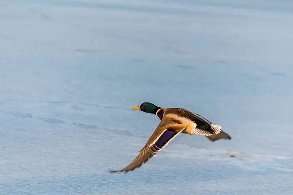 Wild mallard duck vliegen over de bevroren meer — Stockfoto