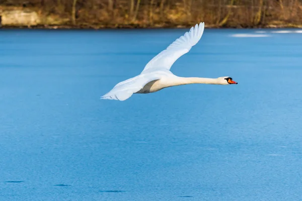 Cygne survolant le lac gelé — Photo