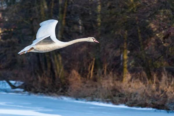 Swan flying over the frozen lake — Stock Photo, Image