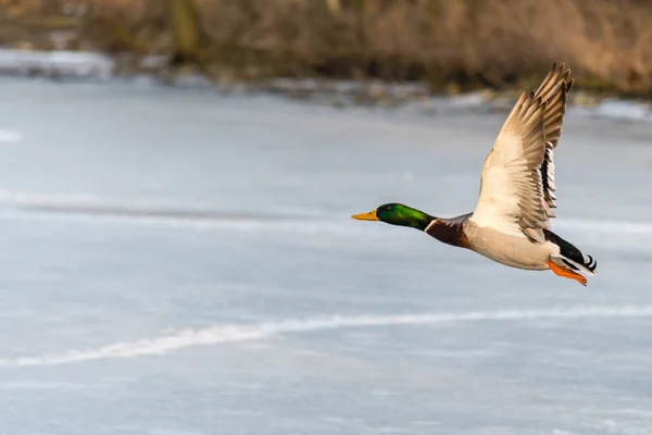 Wild mallard duck flying over the frozen lake