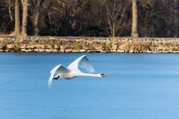 Swan flying over the frozen lake — Stock Photo, Image