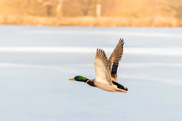 Πάπια άγρια mallard που πετούν πάνω από την παγωμένη λίμνη — Φωτογραφία Αρχείου