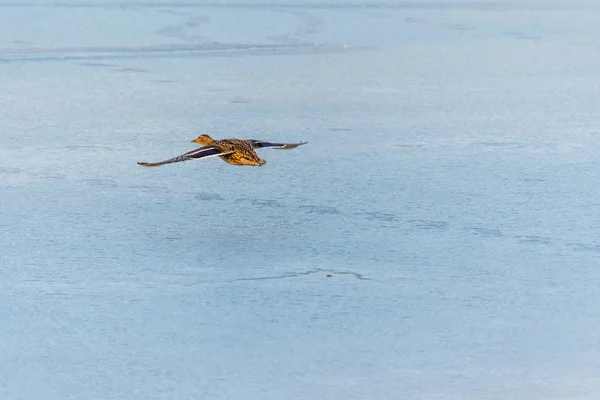 Canard colvert sauvage survolant le lac gelé — Photo