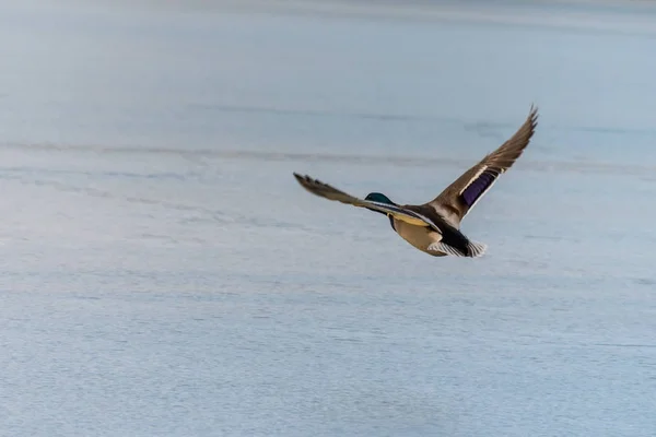 Wild mallard duck flying over the frozen lake — Stock Photo, Image