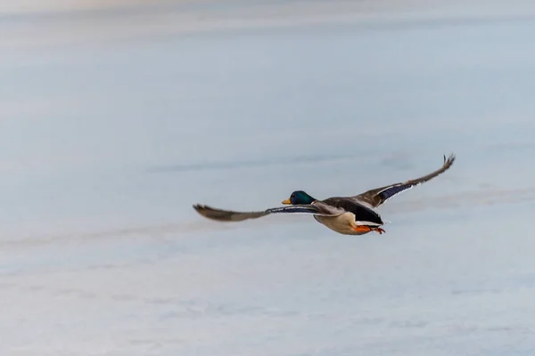 Wild mallard duck flying over the frozen lake — Stock Photo, Image